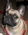 carlie.webp