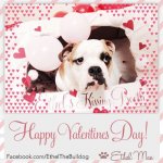 english-bulldog-chicago-ethel-mae-3.jpg english-bulldog-chicago-ethel-mae-3.jpg