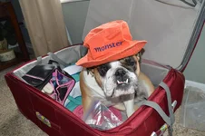Daisy Monster.webp