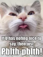 cat.webp