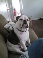 Winston9.webp