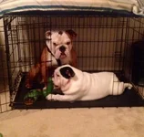 Stink Eye.webp