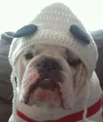 Munster Panda.webp