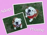 Phoebe.jpg Phoebe.jpg