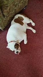 lola relax.webp