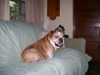 dozer on couch.jpg