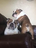 Nigel & Karly.webp