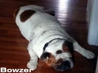 bowzer - st. louis.webp