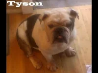Tyson - St. Louis.webp Tyson - St. Louis.webp