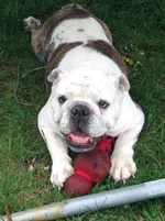 Daisy.webp