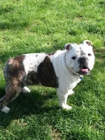 Daisy1.webp