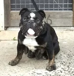 Sammie1.webp