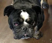 Sammie.webp