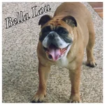 Bella Lou - Lonestar.webp