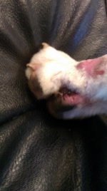 IMAG0438 (2).jpg IMAG0438 (2).jpg