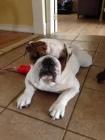 bowser - long island.webp