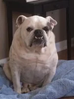 Ernie.webp