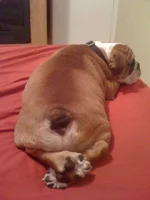 Sleepybutt_zps7cbd7f01.webp