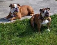 candie and cricket dbr.webp