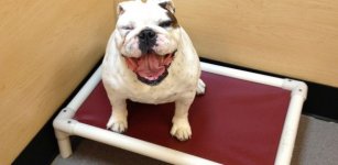 Smiling-Bulldog-Dody-588x288.jpg