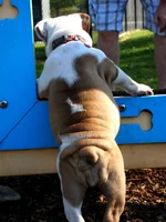 Puppy Butt.webp