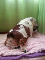 Petras Pics 154.webp