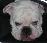 stink eyes.webp