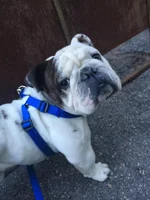 arlo.webp