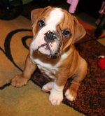 Finn 11 weeks 2.jpg