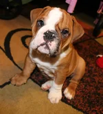Finn 11 weeks 2.webp