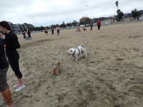 Crissy Field 07-19-2014 006.jpg