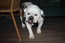 patsy.webp