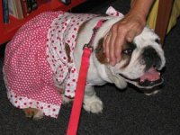 cherrydress.jpg cherrydress.jpg