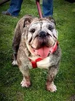 roxie ibr.webp