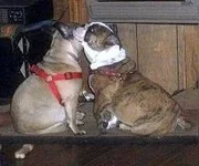 dogs372013 003.webp