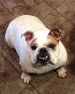 sophie ibr.webp