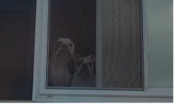 Rottens in the window.jpg