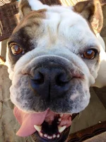 buster.webp