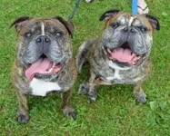blaze and bentley.webp blaze and bentley.webp