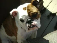 Sampson.webp