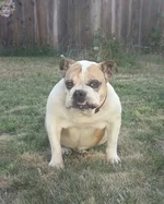 Bella.webp Bella.webp