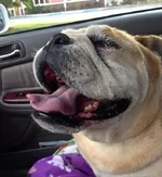 ella1.webp
