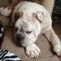 Harvey - Lonestar.webp