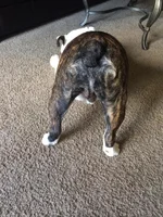 booty2.webp