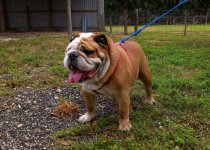 butkus.jpg butkus.jpg