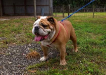 butkus.webp