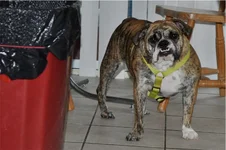 Bailey52114.webp