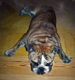 tired_castor.webp