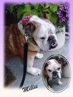 Millie.webp