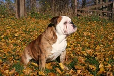 Nov 2012 092.webp Nov 2012 092.webp